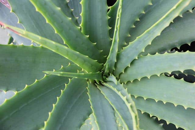 aloe vera gef56d3b14 640