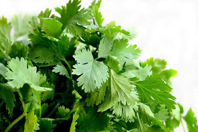 cilantro g8b08d7a13 640