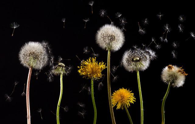 dandelions g0eaddb7fd 640