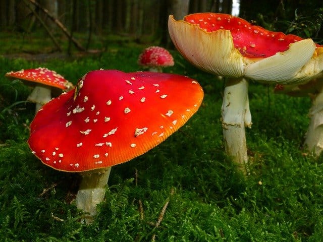 fly agaric ge29064ffb 640