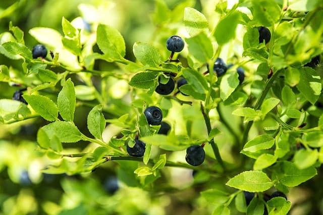 forest blueberries g58287a9f7 640