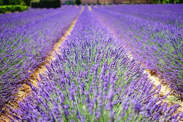 lavender flowers g464b8c9df 640