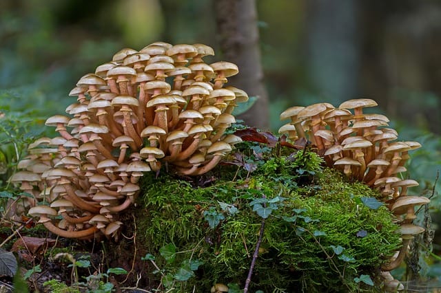 mushrooms ge1c5597b3 640