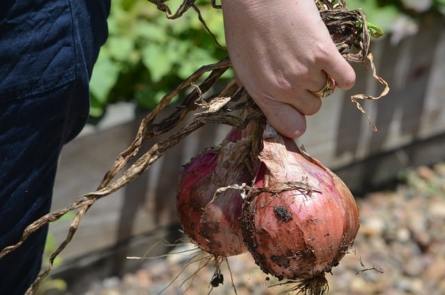 onions g5197b3519 640 1