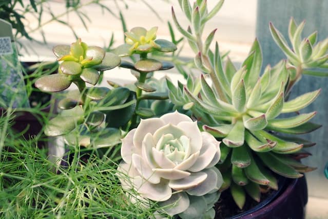 Can You Water Succulents with Ice Cubes?