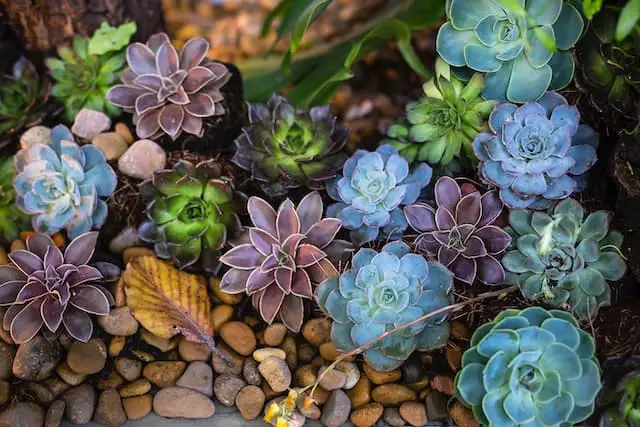 Can You Plant Succulents in Rocks