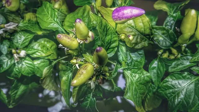 Purple Super Hot Peppers
