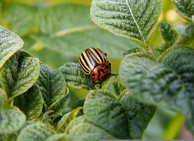 potato beetle g2978902ba 640