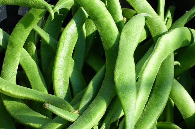 runner beans g94d2eb92b 640