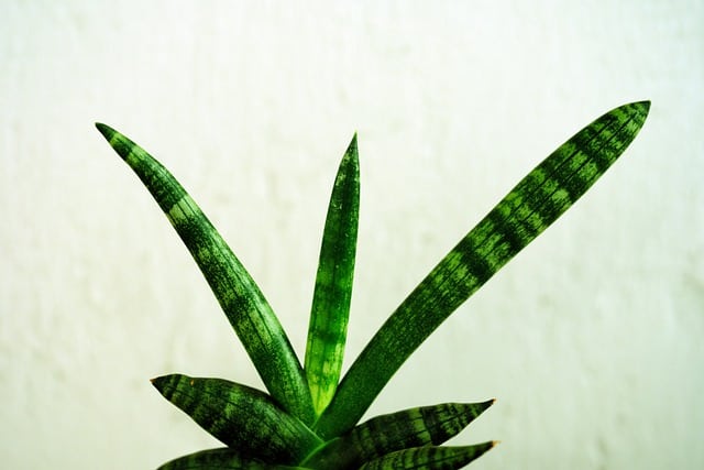 sansevieria g3ed92561e 640