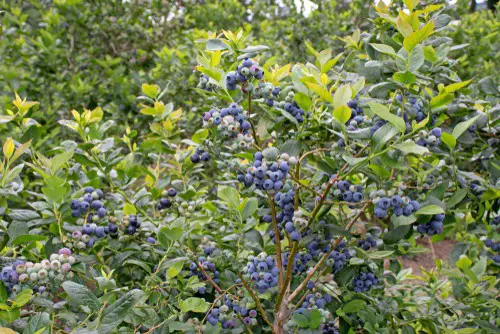 Do Blueberry Bushes Lose Their Leaves?