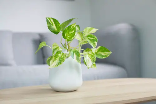 Can You Propagate Pothos Without Leaves