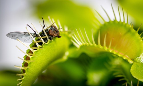 How Long Can a Venus Flytrap Live Without Food