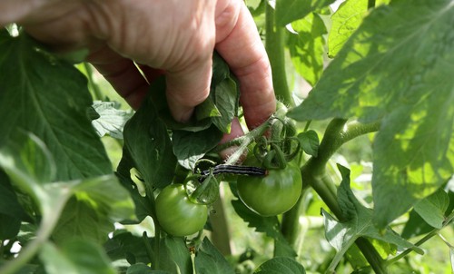 Black Worms On Tomato Plants