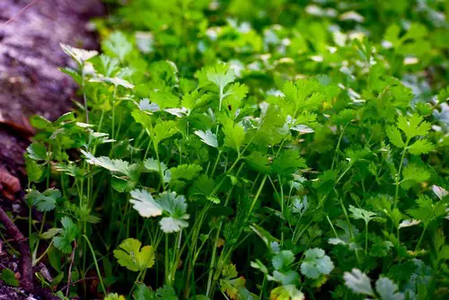 How to Pick Cilantro Without Killing Plant