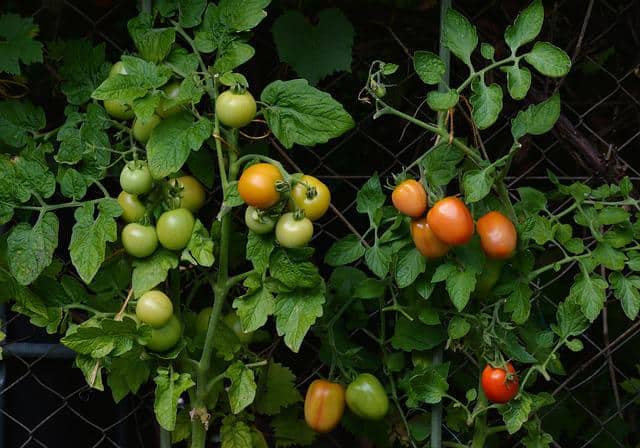 tomatoes gabea6d7db 640