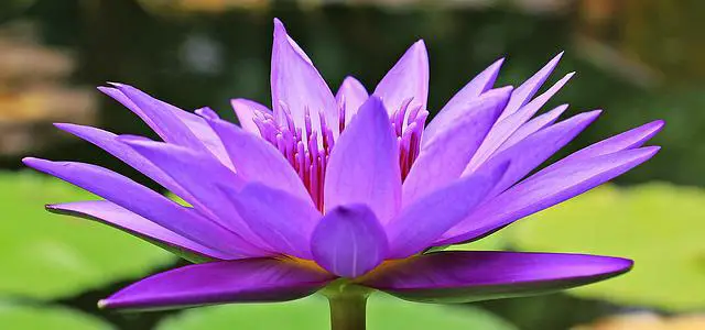water lily g3ea2326a6 640
