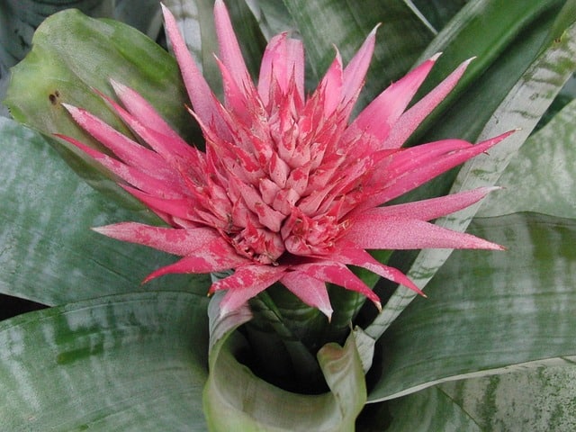 aechmea striped 1885064 640