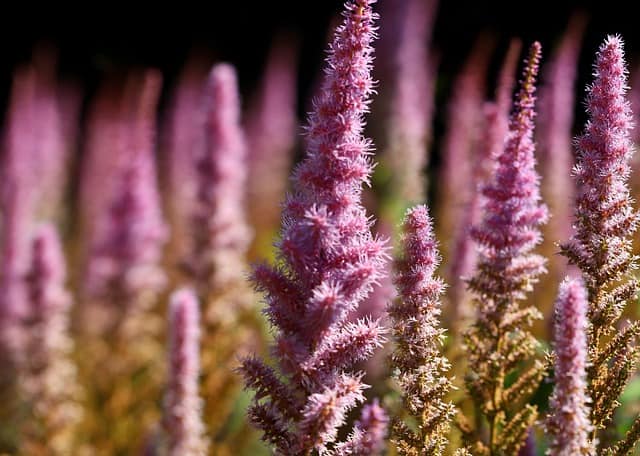 astilbe 6638239 640