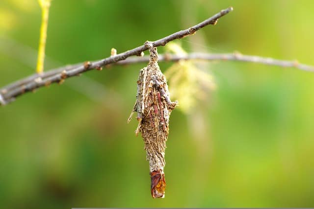 bagworm g15ef8d26e 640