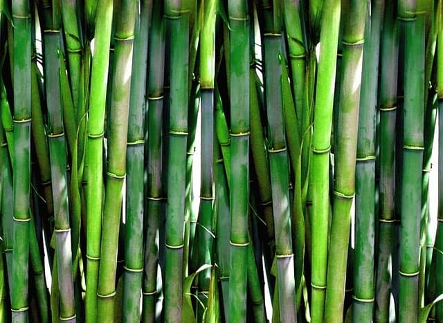 Bamboo vs Sugarcane