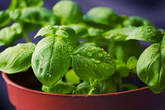 How Long Does Basil Plant Live