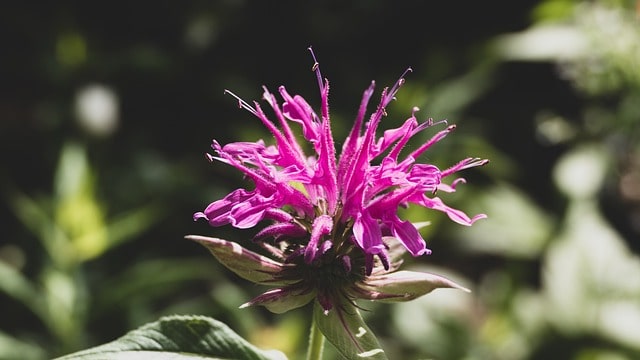 bergamot 6365165 640