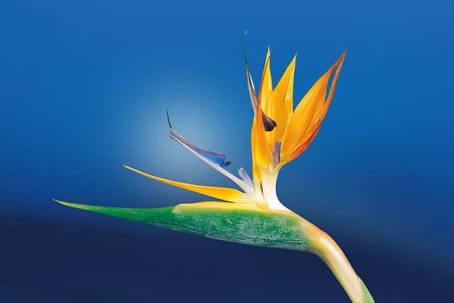 bird of paradise flower 1073282 640