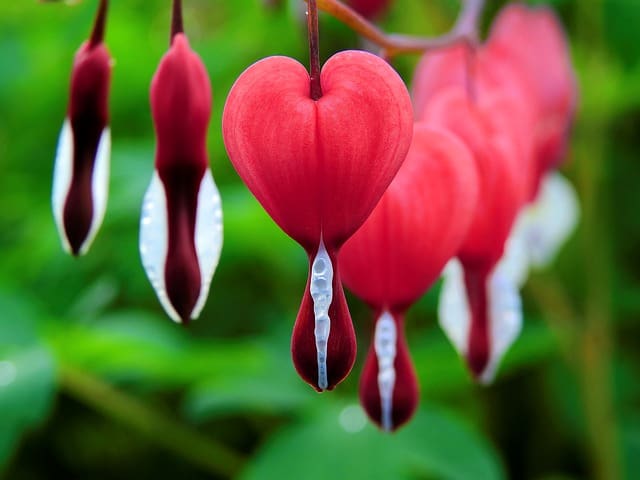 bleeding heart 1425870 640