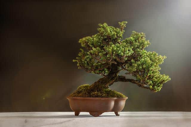 bonsai ga0c6c0d2f 640