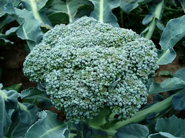 broccoli 494754 640