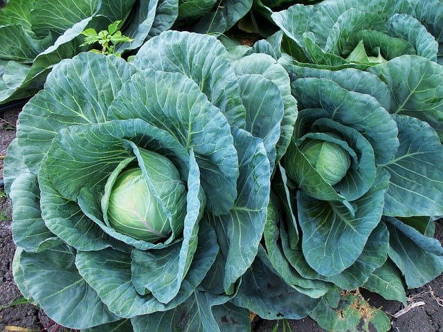 cabbage 1331669 640