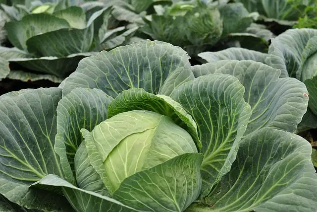 cabbage 1498842 640