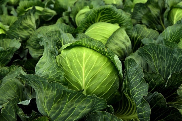 cabbage gcbdfae743 640