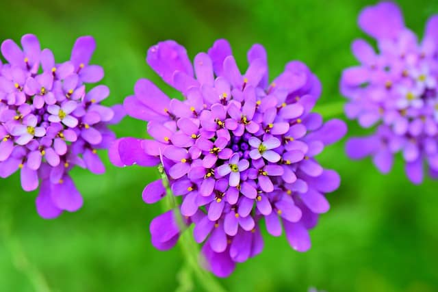 candytuft 4320103 640 1