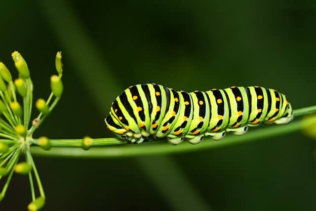 caterpillar 7434958 640
