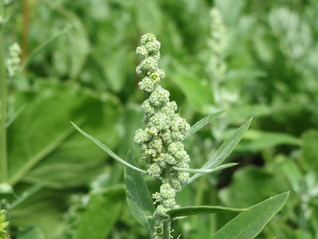 chenopodium album 855494 640