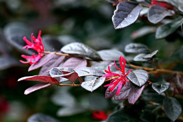 Loropetalum Companion Plants