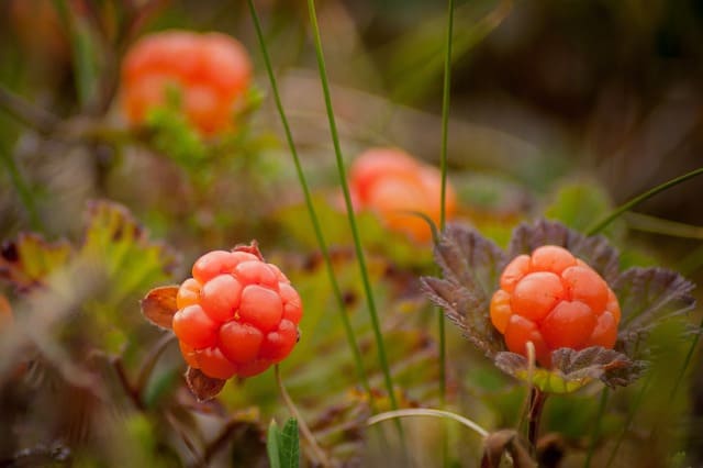 cloudberry bush produces 2130046 640