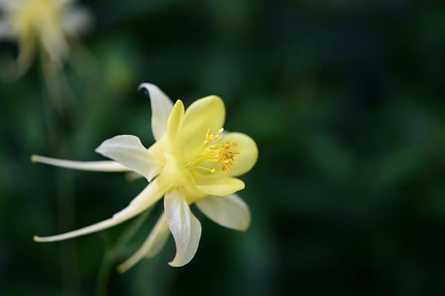 columbine 6001350 640 1 1