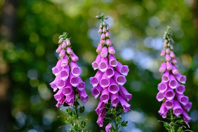 common foxglove 2400621 640