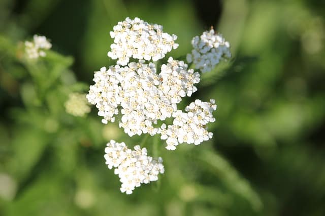 common yarrow 2417126 640