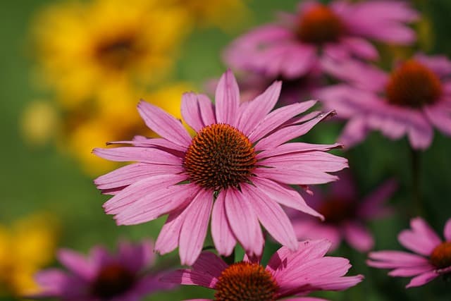 coneflowers 6503097 640