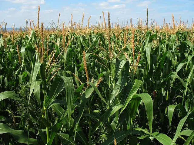 corn field 1935 640