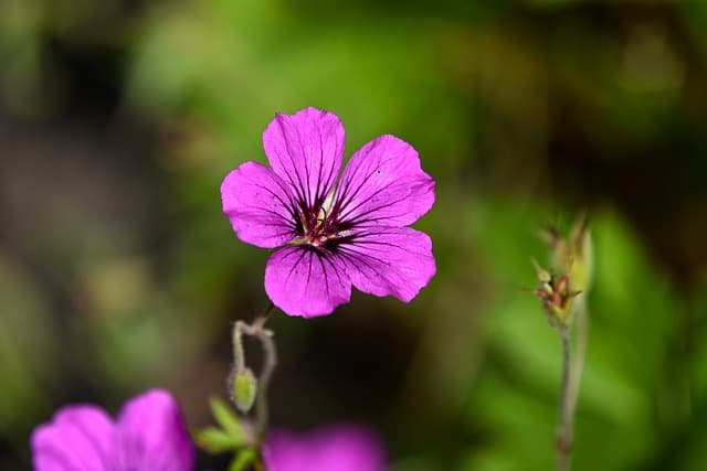 cranesbill 3495640 640