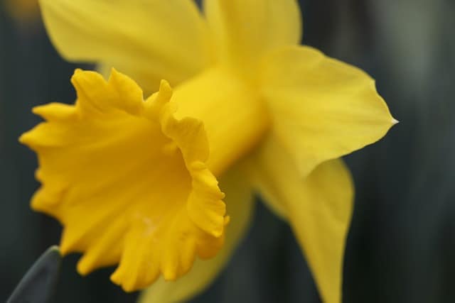 daffodil 4895641 640