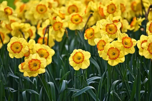 daffodils 3349706 640