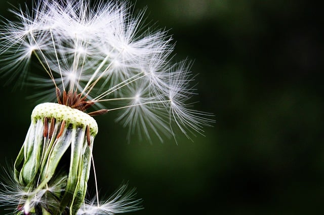 dandelion 1452219 640