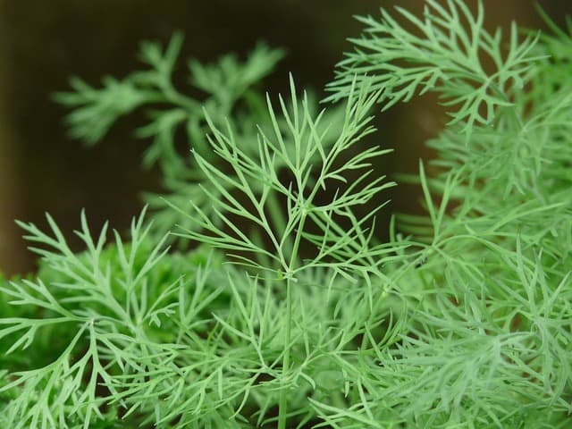 dill 8104 640 1