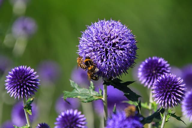 echinops 6532611 640